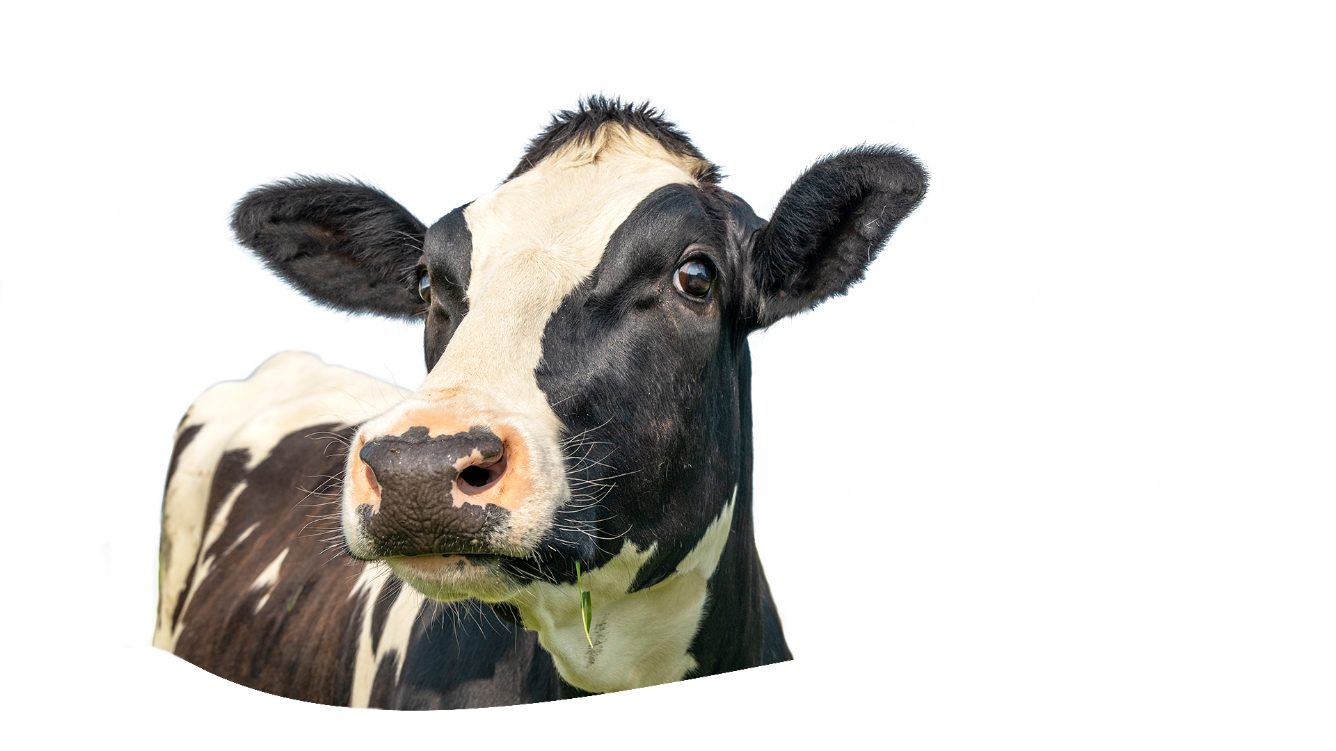 1920×1080-SliderRevolution-VACA